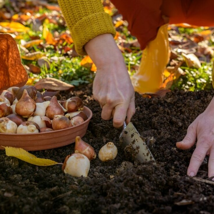 How to Plant Spring Bulbs