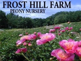 Frost Hill Farm Peony Nursery Garden Center Guide Garden Centers In The States
